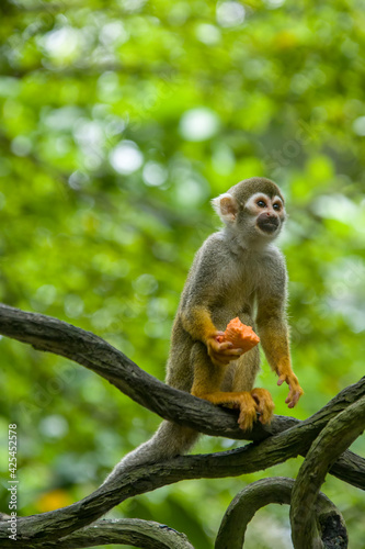 the closeup image of Common squirrel monkey  (Saimiri sciureus) is standing with food in hand, is a species of squirrel monkey from Guiana, Venezuela and Brazil.  © Danny Ye