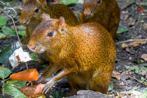Tableau sur toile Azara's agouti (Dasyprocta azarae) eats food