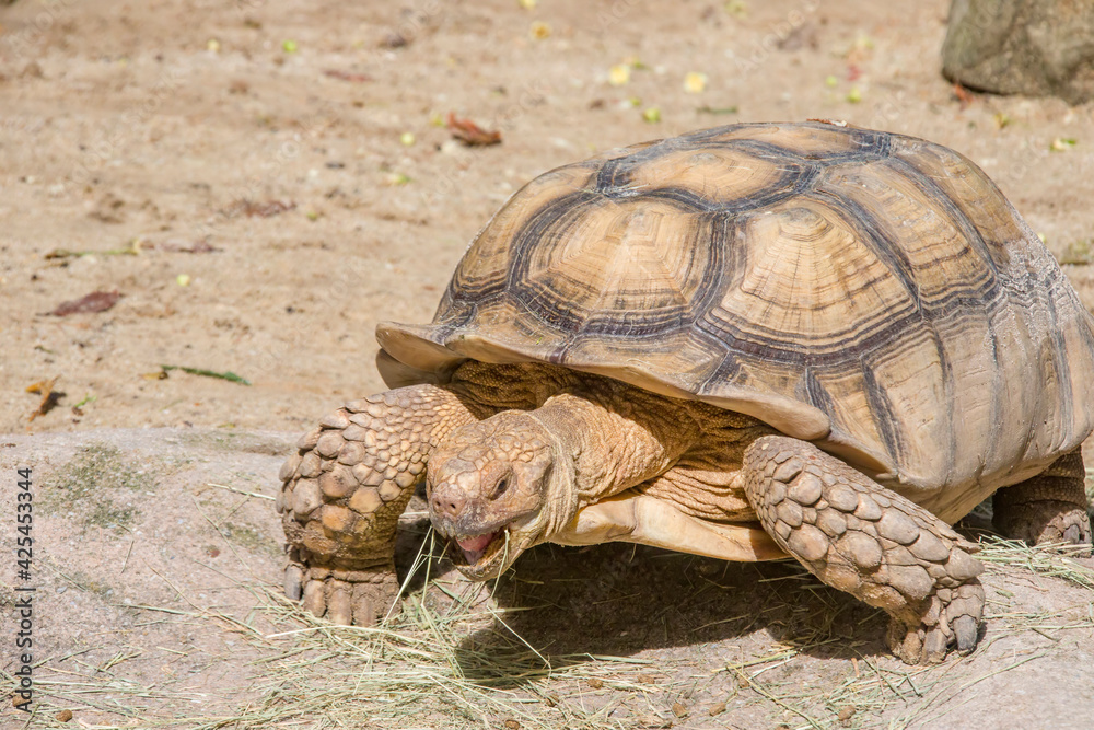 Fototapeta premium The African spurred tortoise eats grass. It is a species of tortoise, which inhabits the southern edge of the Sahara desert in Africa. It is the third-largest species of tortoise in the world.