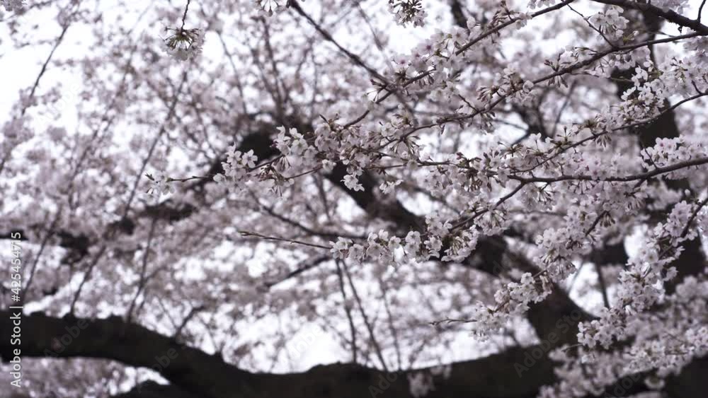 4K video of sakura flowers on branches, iconic cherry blossom tree of Japan
4K video of sakura flowers on branches, iconic cherry blossom tree of Japan