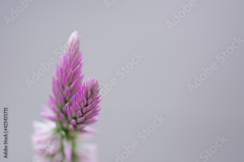 Closeup pink cockscomb flower with natural background.