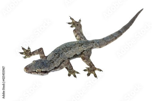 lizard isolated on white background with clipping path.