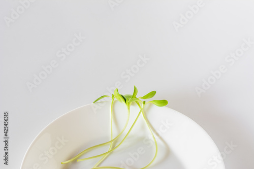 Sunflower sprout on porcelain dish with white background.