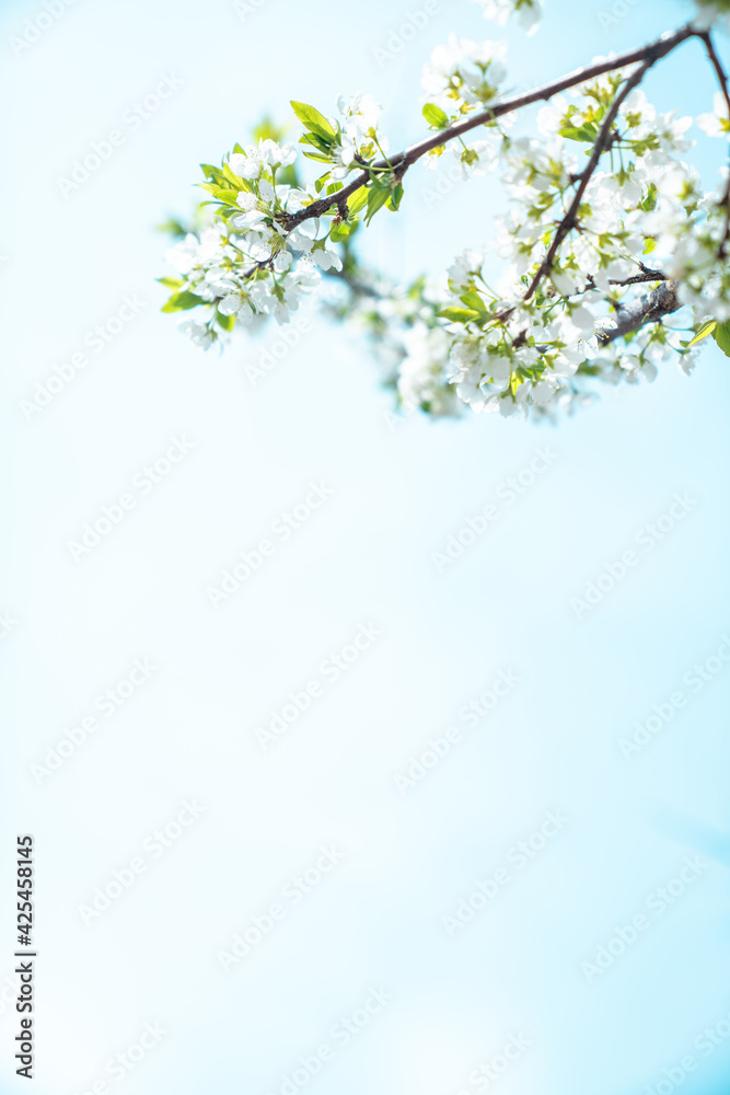 봄의 친구 벚꽃, 파란하늘은 덤 