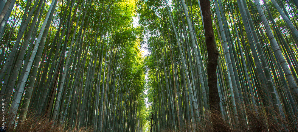 bamboo forest in the morning , Kyoto Japan bamboo forest in the morning , Kyoto Japan