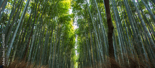 bamboo forest in the morning   Kyoto Japan