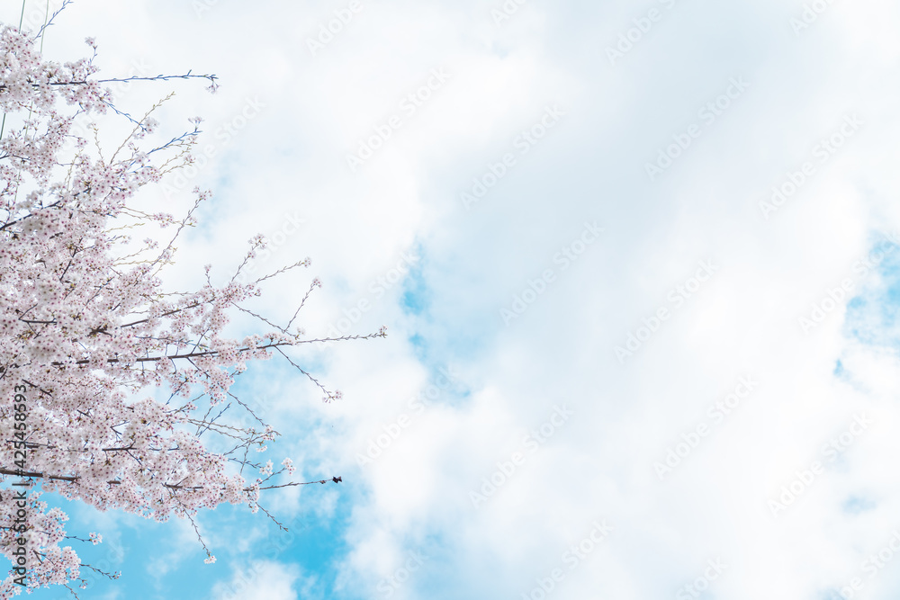 봄의 친구 벚꽃, 파란하늘은 덤 