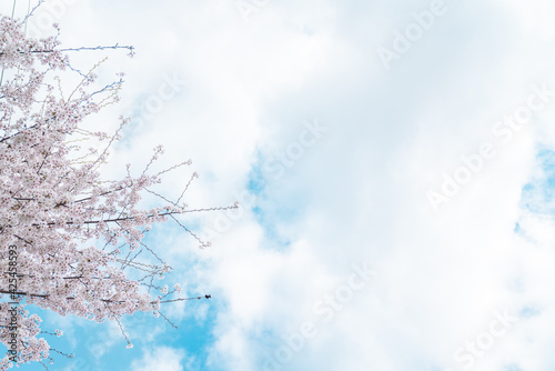봄의 친구 벚꽃, 파란하늘은 덤  © kangnam