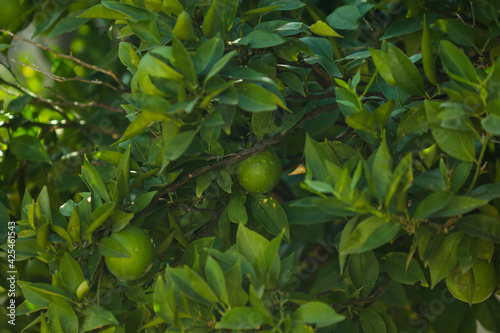 Tableau sur toile green orange tree with a macro lens