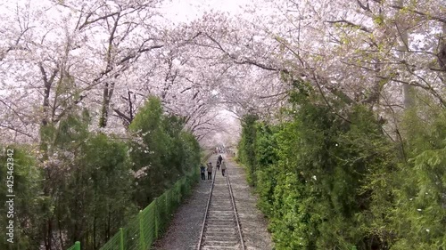 Cherry blossom blooming in gyeonghwa train station in jinhae, Changwon, Gyeongnam, South Korea, Asia photo