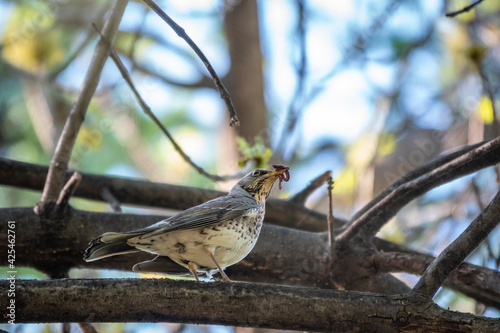 Fieldbird sits on a branch with a worm in its beak. Fieldfare, Turdus pilaris. photo