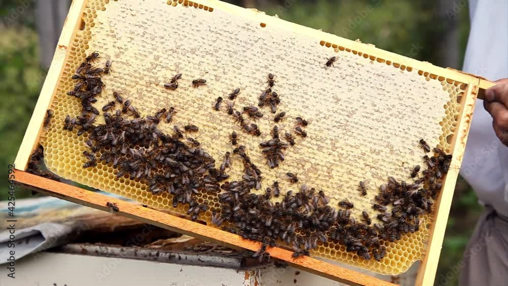 collect honey: honeycomb close-up. Beekeeping works: bees, honeycombs, honey collect honey: honeycomb close-up. Beekeeping works: bees, honeycombs, honey