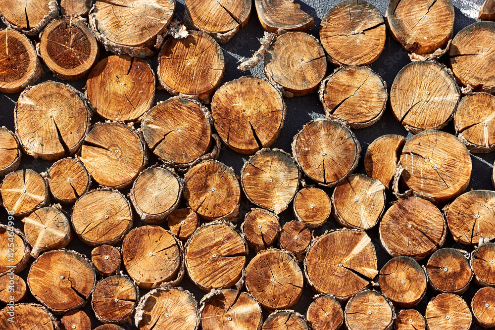 background of cross-sections of tree trunks. wall decoration background of cross-sections of tree trunks. wall decoration