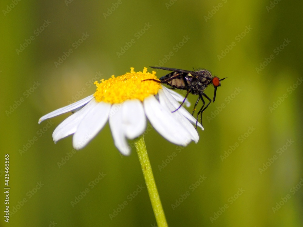 macro fly macro fly