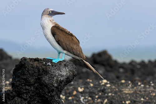 Blue-Footed or Blue Footed Booby Bird on Black Lava Rock of Galapagos Island, Las Tintoreras 