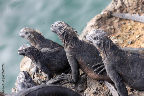 Pile of Sunning  Smiling Iguanas on Rocks Over Water on Las Tintoreras  Galapagos  Ecuador