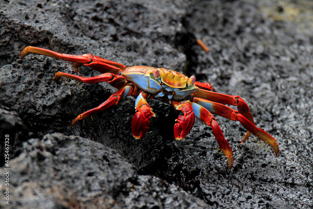 Sally Lightfoot Crab or Red Rock Crab on Rocks of Galapagos Island Sally Lightfoot Crab or Red Rock Crab on Rocks of Galapagos Island