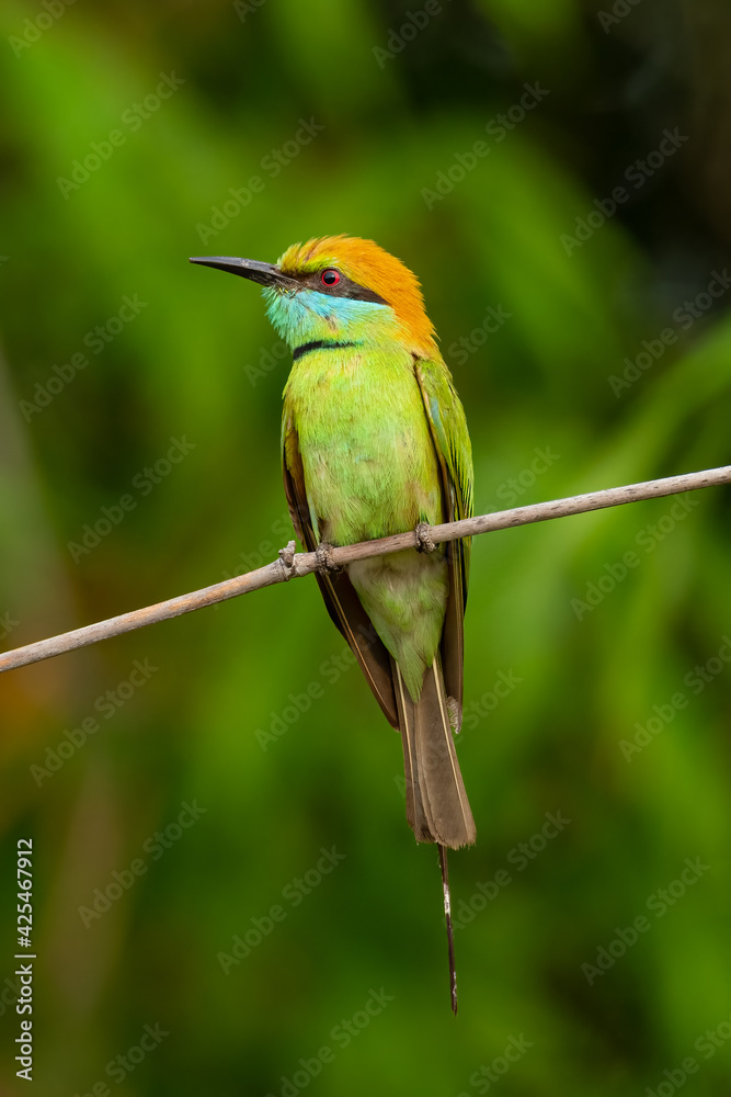 Fototapeta premium Green Bee-eater perching on a perch