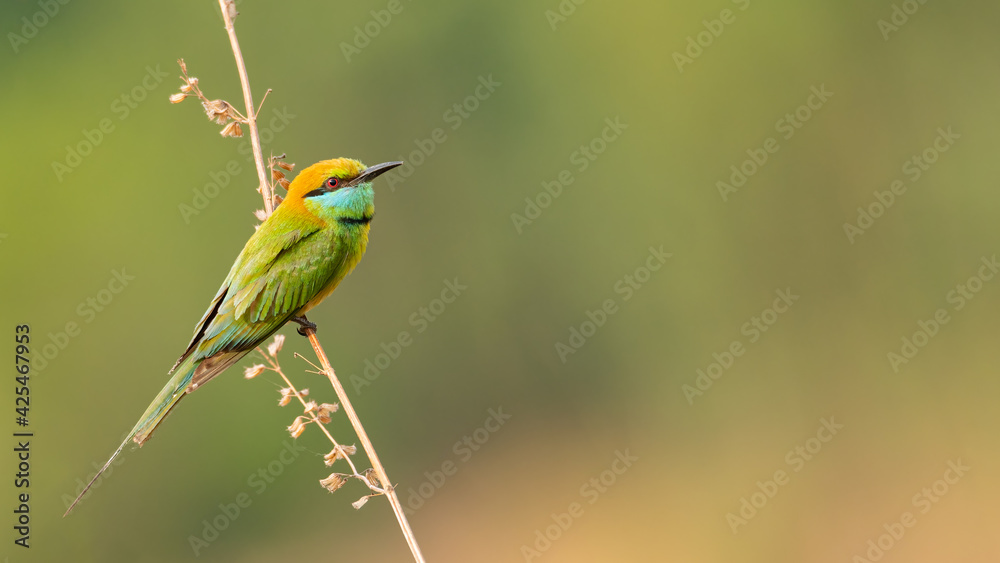Green Bee-eater perching on a perch