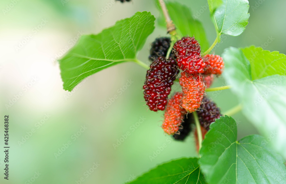 Fresh mulberry fruit with green leaves branch, selective focus Fresh mulberry fruit with green leaves branch, selective focus