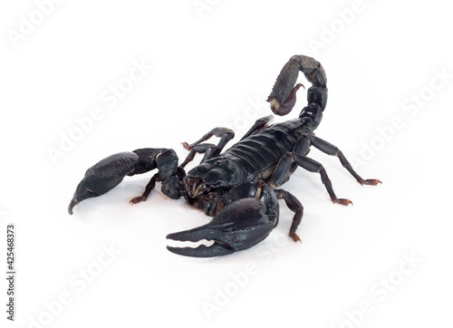Emperor scorpion isolated on white background