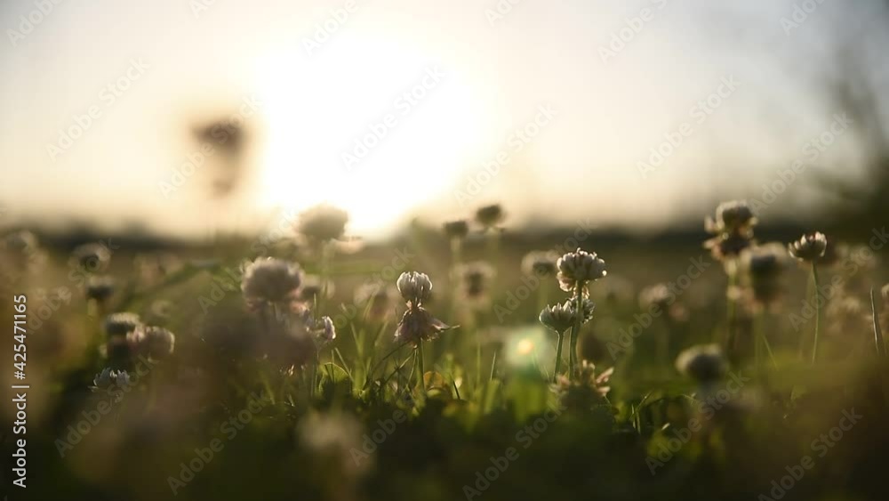 FLORES DE PRIMAVERA