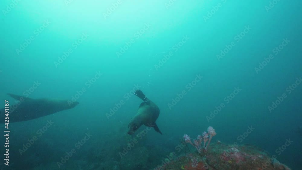Cute and Playful Australian Fur Seal pup curiously inspecting the camera. Scuba Diving with playful Seals off Martin Island in Sydney. Cute and Playful Australian Fur Seal pup curiously inspecting the camera. Scuba Diving with playful Seals off Martin Island in Sydney.