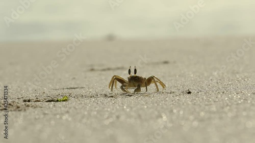 Little horned Ghost crab scavenging sandy Ras Al Jinz Beach in Oman - Ground level Medium tracking shot photo