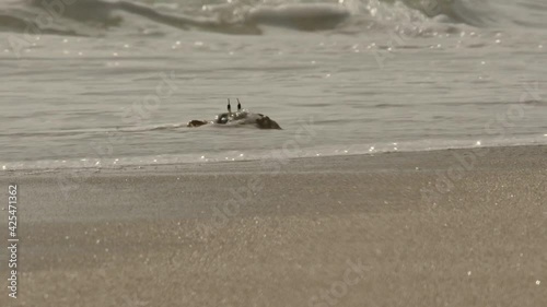 Ghost crab crawling on the Shoreline in Ras Al Jinz Beach in Oman - Ground level Medium tracking shot photo