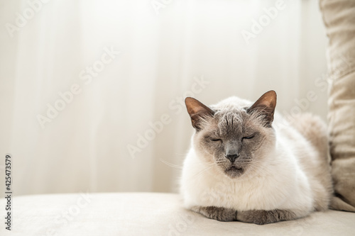 Fototapeta Naklejka Na Ścianę i Meble -  White cat with dark muzzle, as Thai breed, with blue eyes sitting on light sofa.