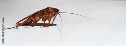 A crawling brown cockroach isolated on white background The concept of cleanliness and disease prevention.