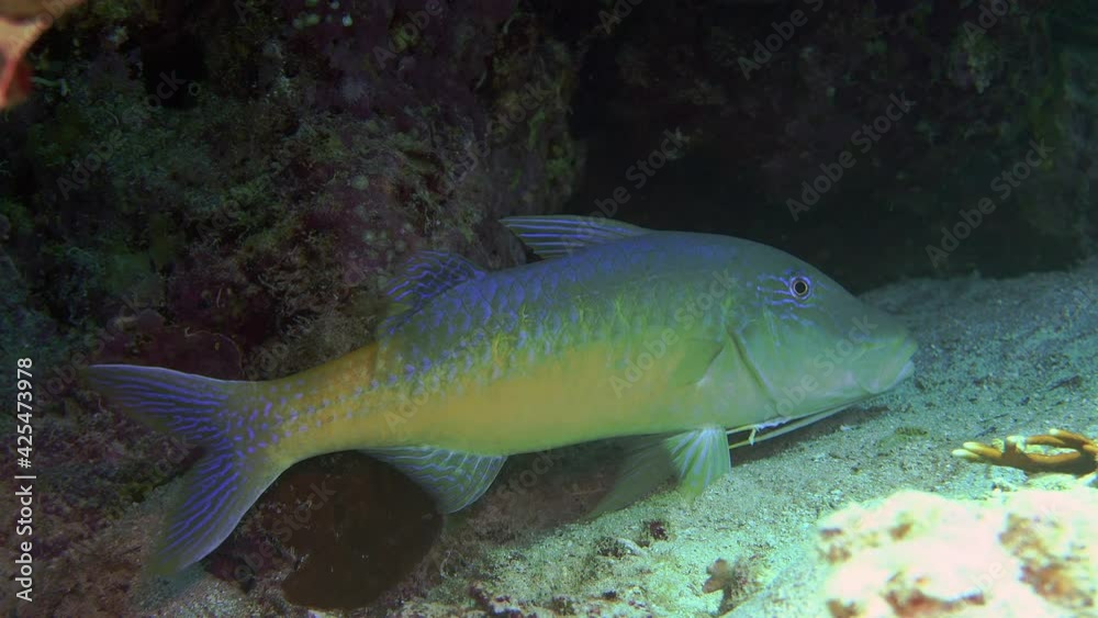 Yellowsaddle Goatfish (Parupeneus cyclostomus) IP, 50 cm. ID: 2 color phases: bluish grey with a saddle-like Yellowsaddle Goatfish (Parupeneus cyclostomus) IP, 50 cm. ID: 2 color phases: bluish grey with a saddle-like