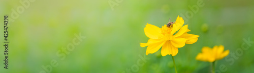 View of honey bee with yellow Cosmos flower on blurred green nature background under sunlight with copy space using as background natural flora insect, ecology cover page concept.