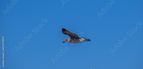 Sub-adult kelp gull in flight