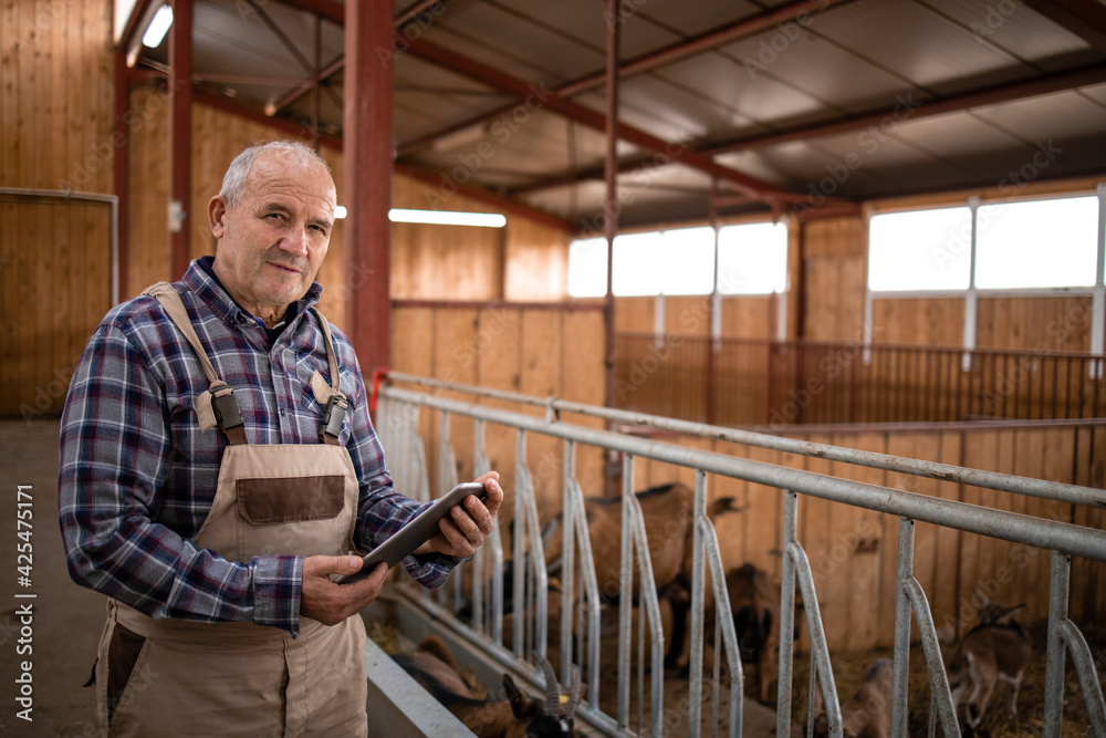 Smart farming and goat breeding. Portrait of senior cattleman with tablet computer standing by domestic animals in farmhouse. Organic food and meat production.