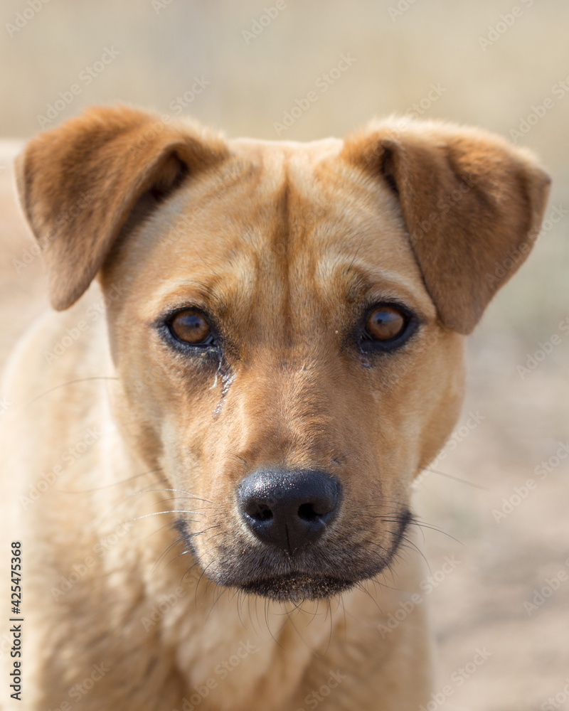 a dog named Jack in nature in a place with the owner came to rest and was photographed