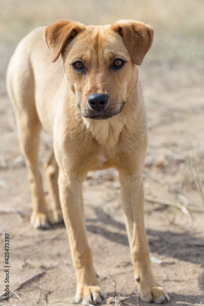 a dog named Jack in nature in a place with the owner came to rest and was photographed