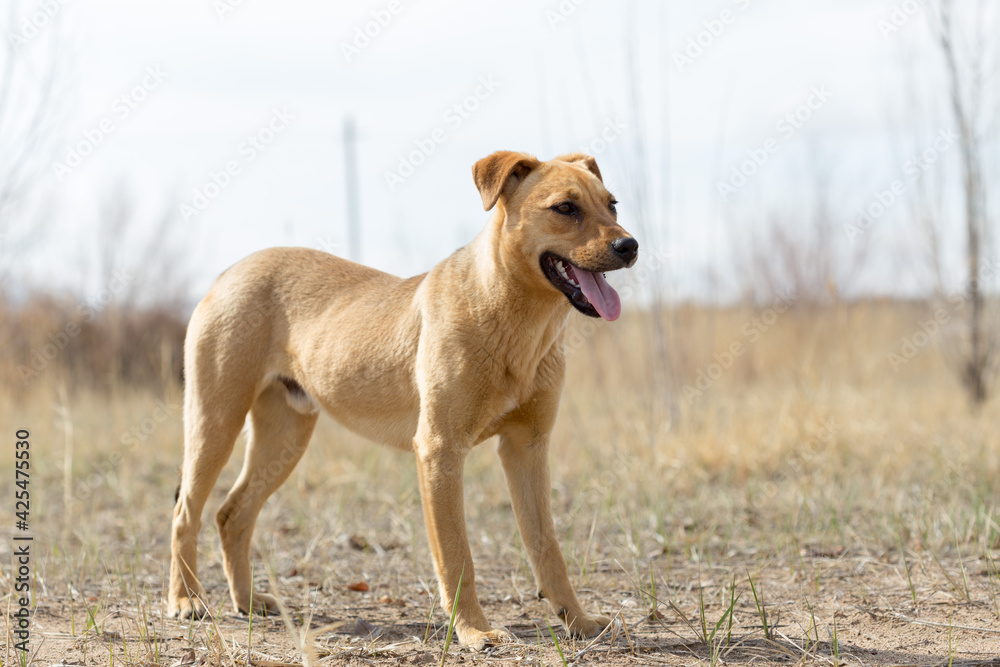 a dog named Jack in nature in a place with the owner came to rest and was photographed