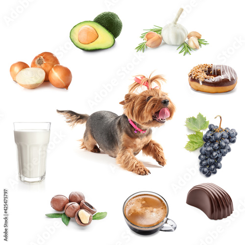 Cute funny dog with unhealthy food on white background