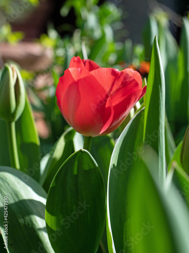 Red Tulip flower with green leaves. The sunlight is falling on the flower to brighten it.