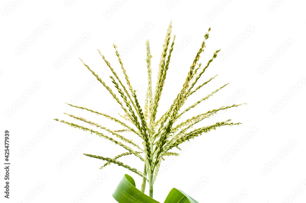 Fototapeta premium Maize flowers isolated on white background.