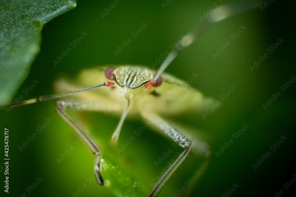 macro of an insect macro of an insect