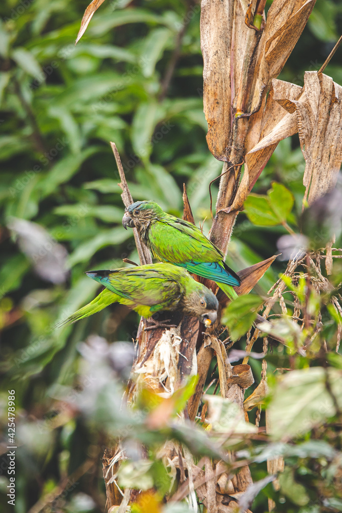 parrot parrot