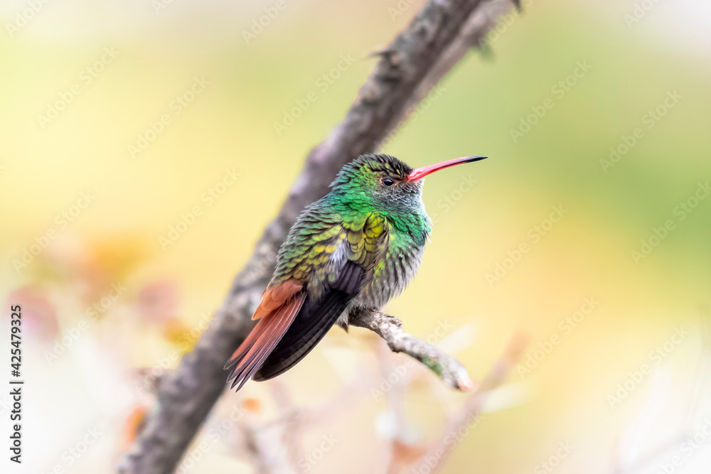 Fototapeta premium hummingbird on branch