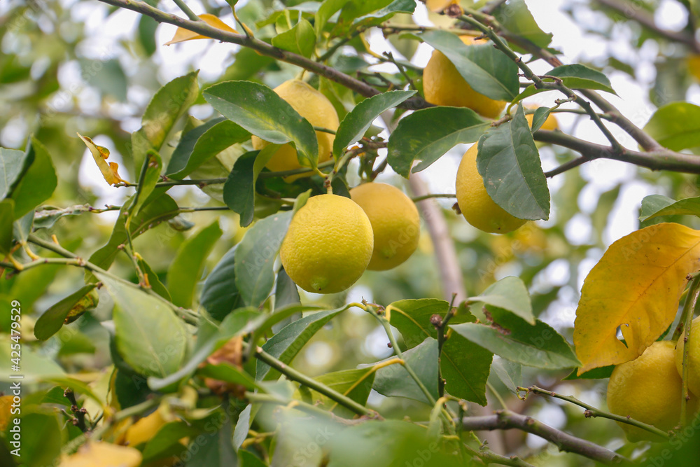 Lemon on tree, lemon tree