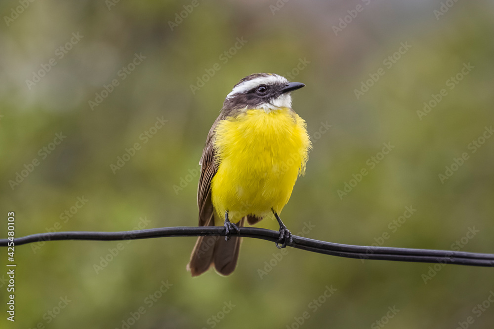 Fototapeta premium birds of Colombia