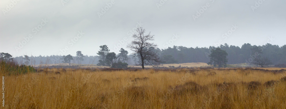 Fototapeta premium Wydmy Loonse en Drunense Duinen w Holandii