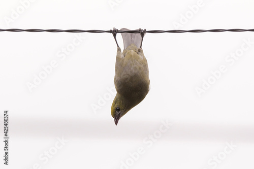 Foto bird hanging upside down