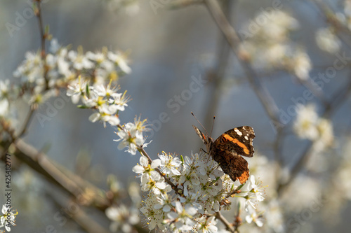 Ein Schmetterling Admiral sitzt im Sonnenschein auf einer weißen Blüte photo