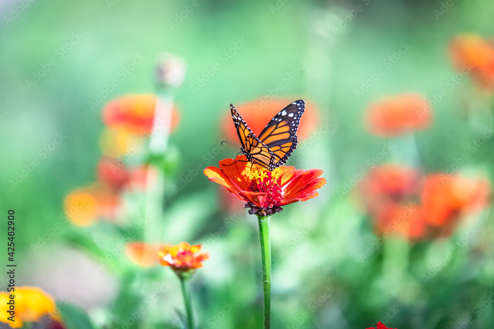 butterfly butterfly
